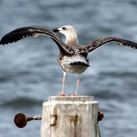 First-year Great Black-backed Gull perched on a post with wings spread, showing heavily mottled dark brown and white