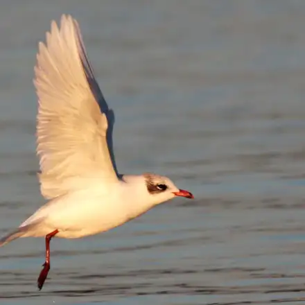 Mediterranean Gull adult in non-breeding plumage, flying over the water, with overall pale grey and white plumage.