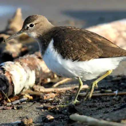 Common Sandpiper walking on sand near the sea, showing brown upperparts and pale underparts.