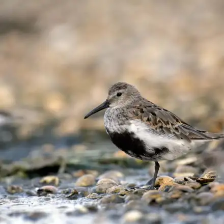 Dunlin in breeding plumage, resting near the water, showing a black belly and rufous-brown upperparts.