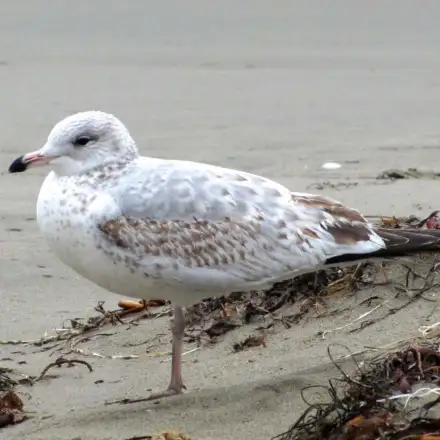 Ring-billed Gull immature resting on sand, showing mottled brown plumage.