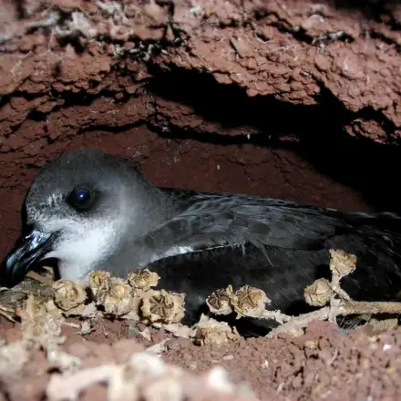 Desertas Petrel in its nest burrow.