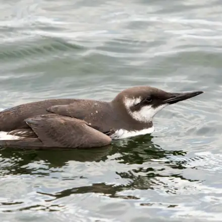 Common Murre on the water in winter plumage, showing white throat and face with dark upperparts.