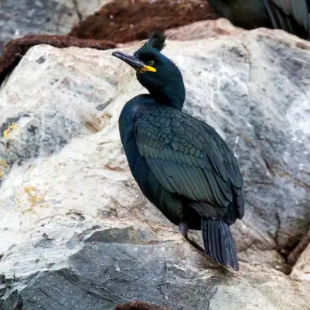 European Shag perched on a roost