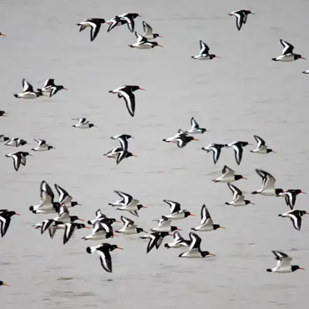 Group of Eurasian Oystercatchers flying over the water.