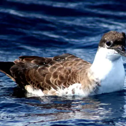 Great Shearwater resting on the water after a dive