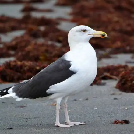 Great Black-backed Gull  adult in winter plumage, with very dark slate-grey to black mantle and wings, resting on the beach.