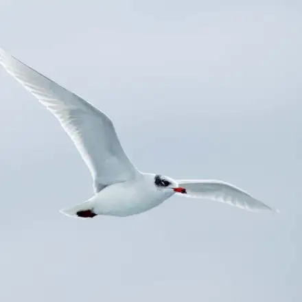 Mediterranean Gull adult in non-breeding plumage, flying, showing a smudged dark spot behind the eye