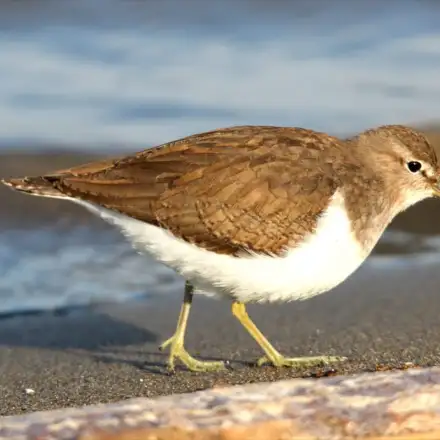 Common Sandpiper walking along the intertidal zone, showing subtle brown and white plumage and characteristic teetering posture.