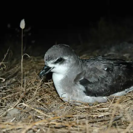 Desertas Petrel perched in the colony at night.