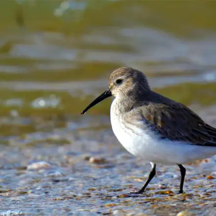 Dunlin in winter plumage, resting near the water, showing grey-brown upperparts and pale underparts without a black belly patch.