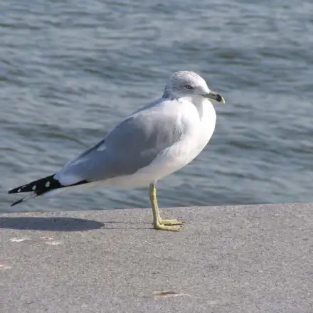 Ring-billed Gull adult in winter plumage showing a black ring on the yellow bill, resting.