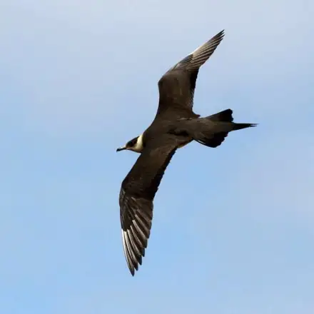 Arctic Jaeger light-morph adult in non-breeding plumage, flying over the sea.