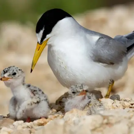 Little Tern adult with chicks at the nest in a sandy coastal setting