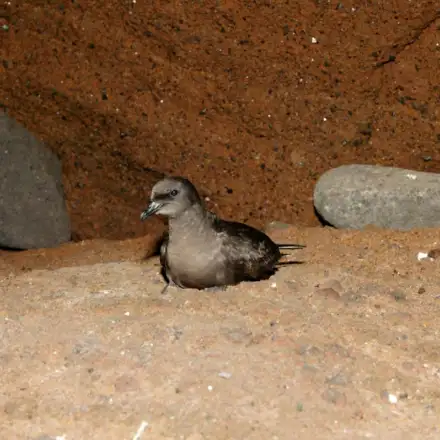 Adult Bulwer’s Petrel perched in the colony.