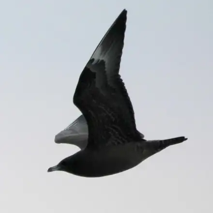 Pomarine Jaeger dark-morph immature in flight over the sea.