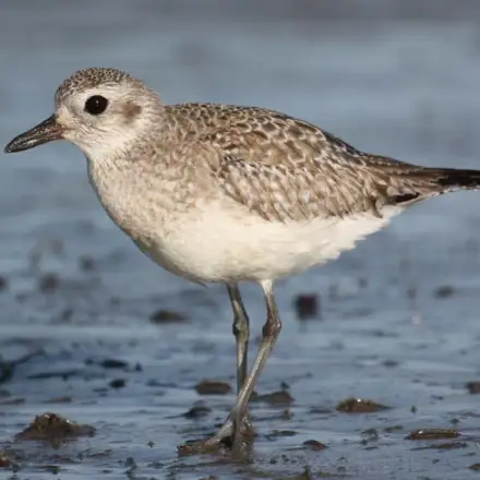 Grey Plover in winter plumage, resting on the water, showing subdued grey plumage and pale underparts.