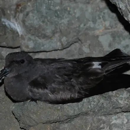 Band-rumped Storm-petrel in the colony, perched on a rock