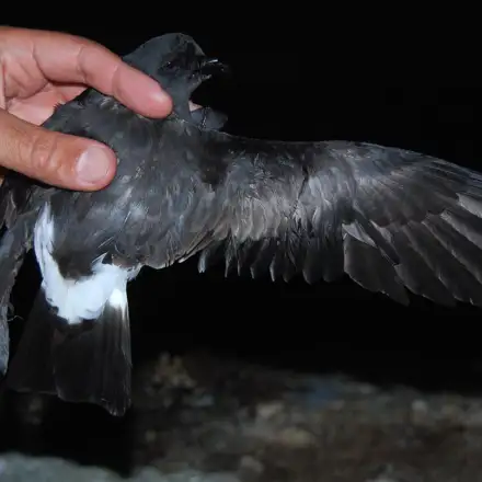 Band-rumped Storm-petrel held in hand with wing extended.