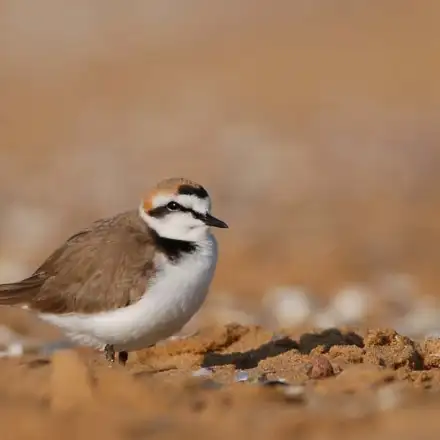 Kentish Plover breeding male on land, showing an incomplete black breast band, pale brown upperparts, and white underparts.