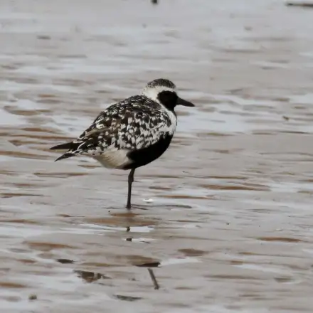 Grey Plover in breeding plumage, showing black face, chest and underparts contrasting with white-spangled upperparts.