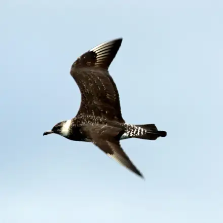 Pomarine Jaeger light-morph immature in flight over the sea.