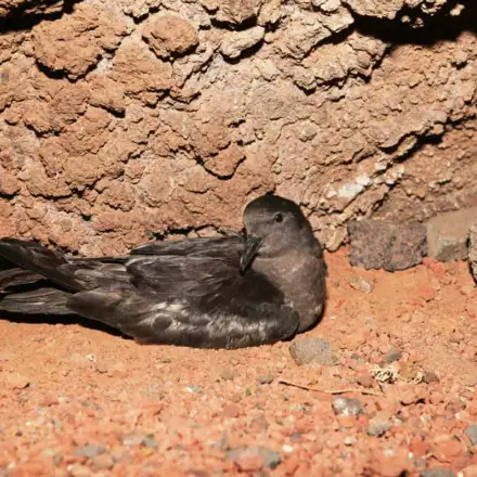 Adult Bulwer’s Petrel perched in the colony.