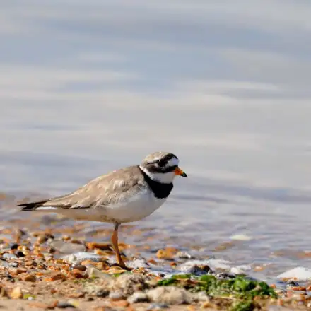 Common Ringed Plover adult in breeding plumage, walking along the tideline, showing grey-brown upperparts, white underparts, and a distinct black collar.