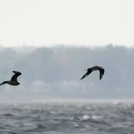 Two Arctic Jaegers in flight, one adult and one immature, over the sea.