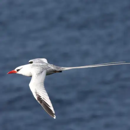 Red-billed Tropicbird in flight, showing largely white plumage, a bright red bill, and very long white central tail streamers
