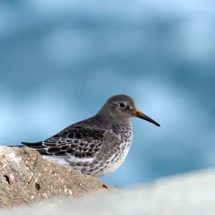 Purple Sandpiper perched on a rock near the water, showing dark grey plumage with brownish tones