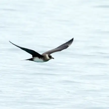 Arctic Jaeger light-morph adult in non-breeding plumage, flying over the sea.