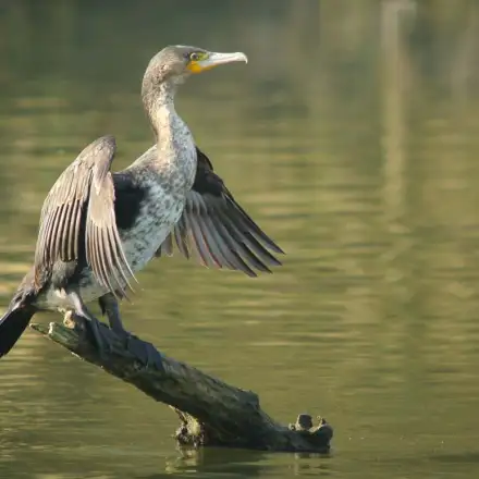 Immature Great Cormorant perched on a branch over the water, drying its wings.