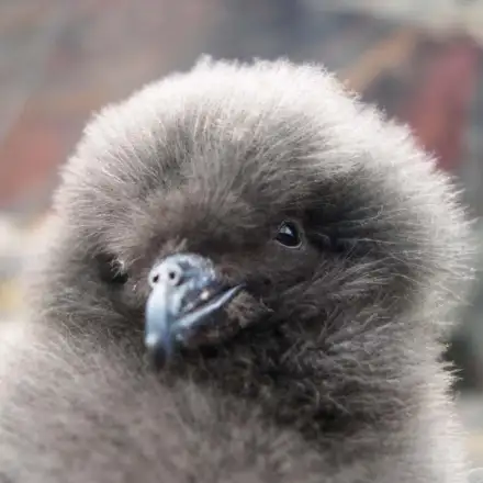 Bulwer’s Petrel chick a few weeks old in the nest.