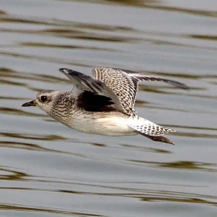Grey Plover in flight in winter plumage, showing pale grey upperparts and light underparts.