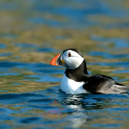 Atlantic Puffin resting on the water, showing a clown-like colourful bill with strong red and black markings and yellow tones.