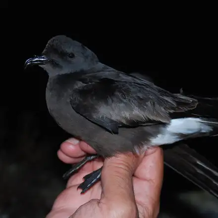 Band-rumped Storm-petrel held in hand, in side view.
