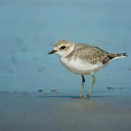 Kentish Plover adult in non-breeding plumage, in the intertidal zone, showing paler plumage with a faint breast band.