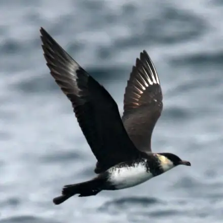 Pomarine Jaeger light-morph adult flying over the sea.