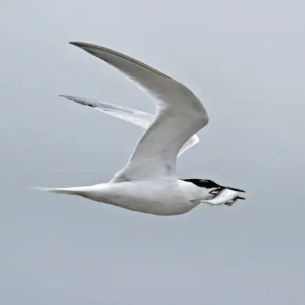 Sandwich Tern adult in breeding plumage, flying with a fish in its bill, showing white plumage, a black cap, and a black bill with a yellow tip.