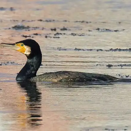 Great Cormorant on the water of a river.