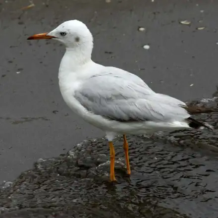 Slender-billed Gull adult in winter plumage, resting on sand near the water.
