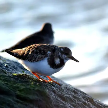 Ruddy Turnstone adult in winter plumage, perched on a coastal rock, showing contrasting brown and white patterning on the back and wings.