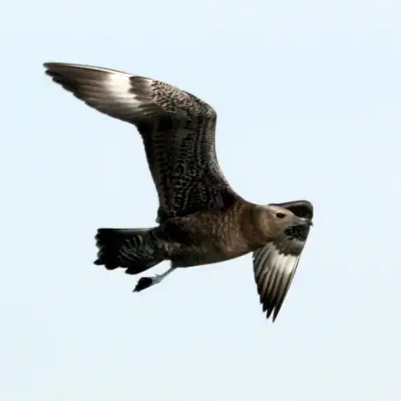 Pomarine Jaeger dark-morph immature in flight over the sea.