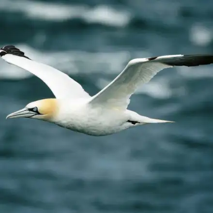 Northern Gannet adult flying over the sea