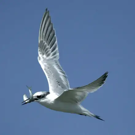 Sandwich Tern immature in flight carrying a fish in its bill.