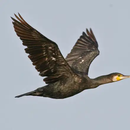 Great Cormorant in flight.