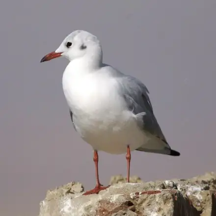 Slender-billed Gull adult in winter plumage, perched on a rock.