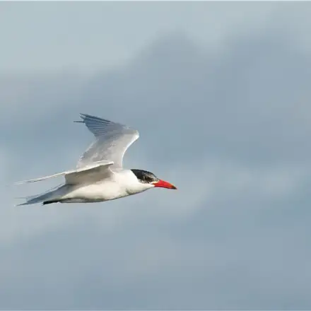 Caspian Tern adult in flight in winter plumage, showing a white forehead, reduced black cap, and a large red bill.