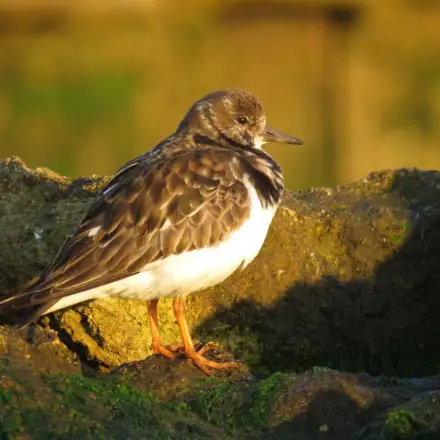 Ruddy Turnstone adult in winter plumage, perched on a rock, showing mottled brown and white upperparts with a paler head.